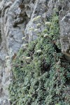 Chelan Rockmat