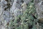 Chelan Rockmat