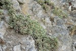 Chelan Rockmat