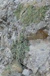 Chelan Rockmat habitat view