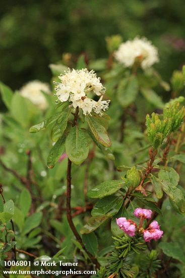 Rhododendron columbianum (Ledum glandulosum)