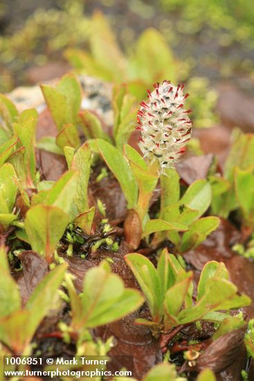 Salix cascadensis