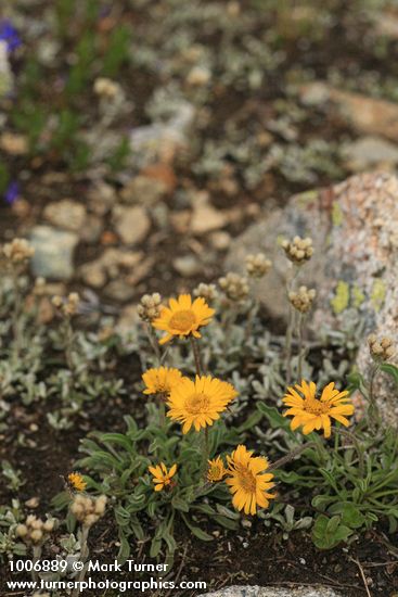 Erigeron aureus; Antennaria sp.