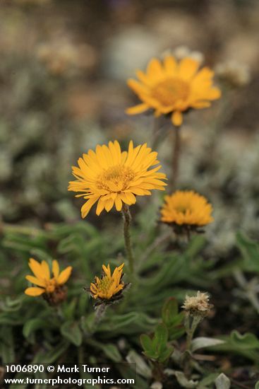 Erigeron aureus; Antennaria sp.