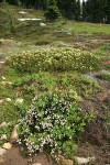 White & Yellow Heathers