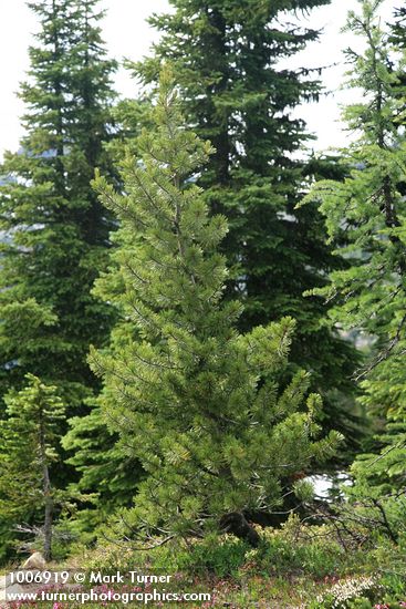 Pinus albicaulis