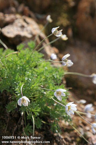 Anemone drummondii