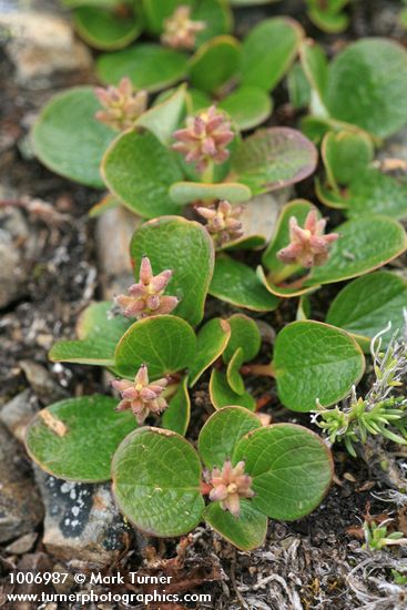 Salix nivalis