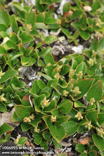 Salix nivalis