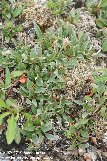 Salix cascadensis