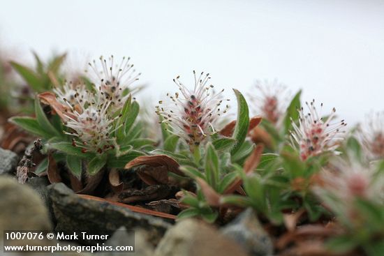 Salix cascadensis