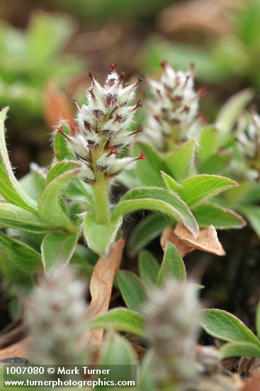 Salix cascadensis