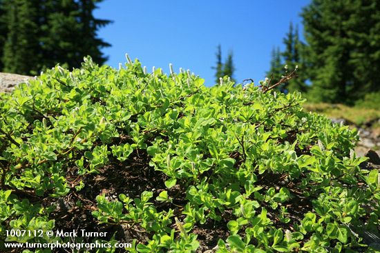 Salix arctica