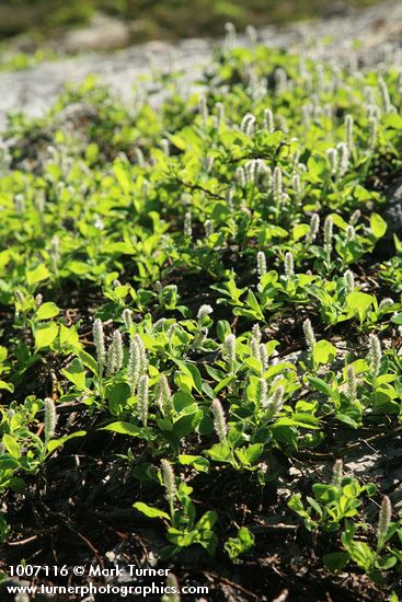 Salix arctica