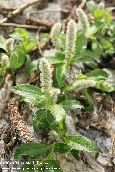 Salix arctica