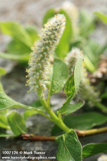 Salix arctica
