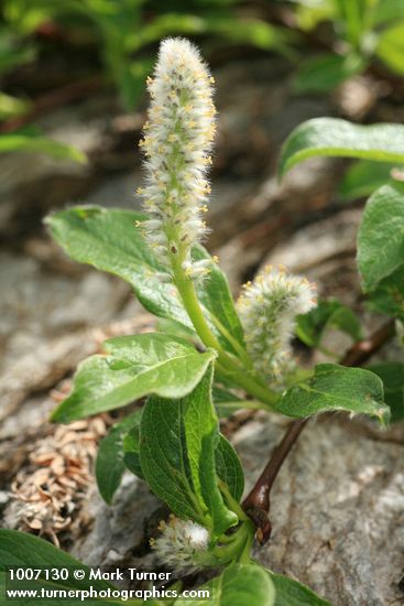 Salix arctica