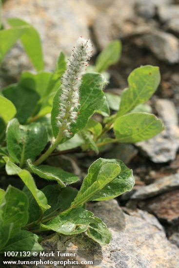Salix arctica