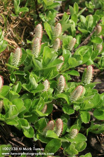 Salix arctica