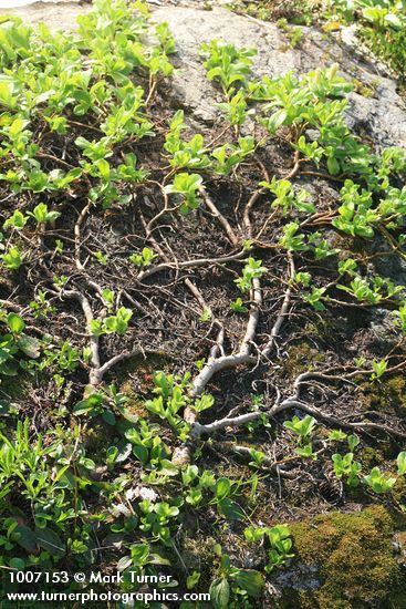 Salix arctica
