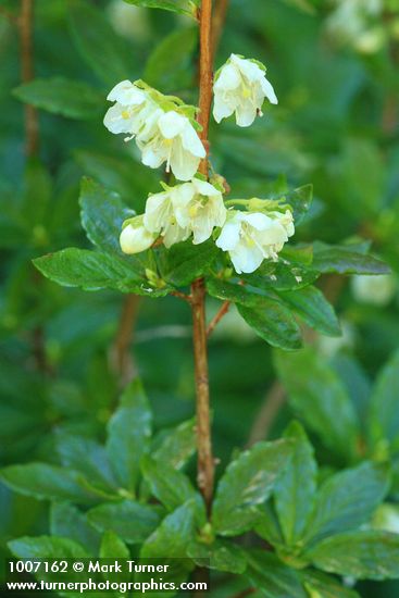 Rhododendron albiflorum