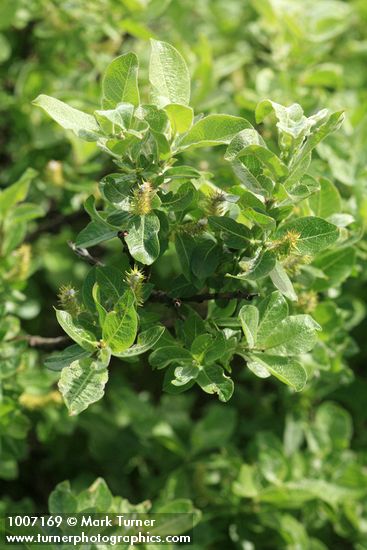 Salix glauca