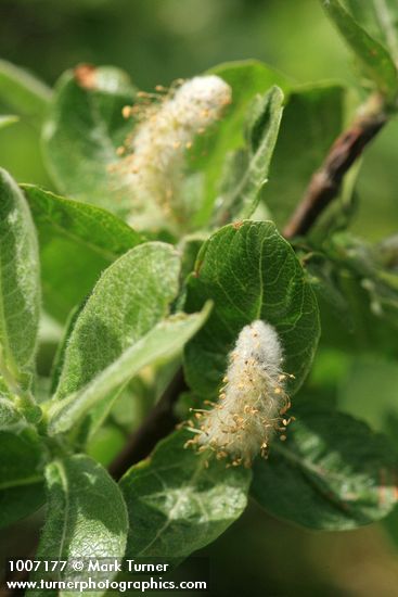 Salix glauca