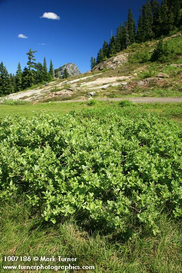 Salix glauca