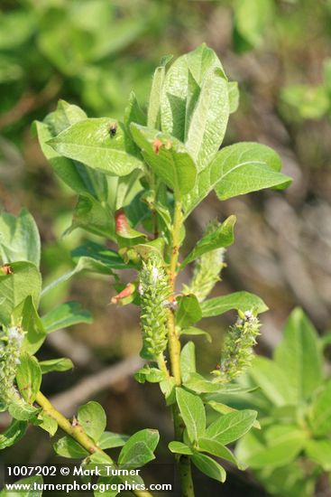 Salix barclayi