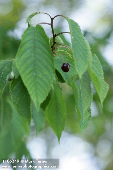 Prunus avium