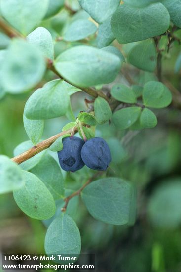 Vaccinium uliginosum var. alpinum