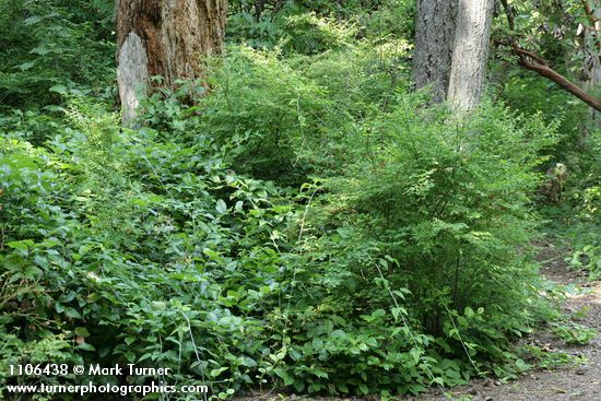 Vaccinium parvifolium; Gaultheria shallon; Rubus ursinus