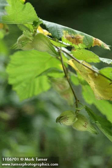 Corylus cornuta