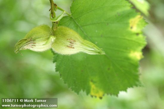 Corylus cornuta