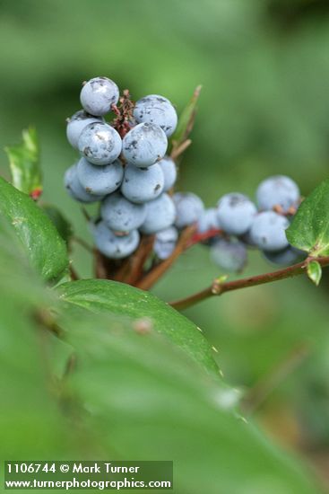 Mahonia nervosa