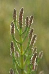 Slender Pickleweed
