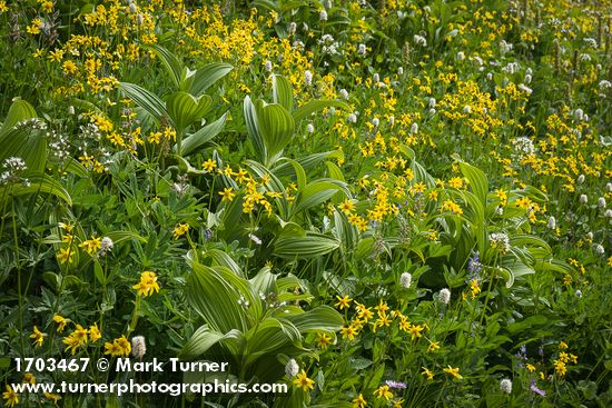 Arnica latifolia; Veratrum viride