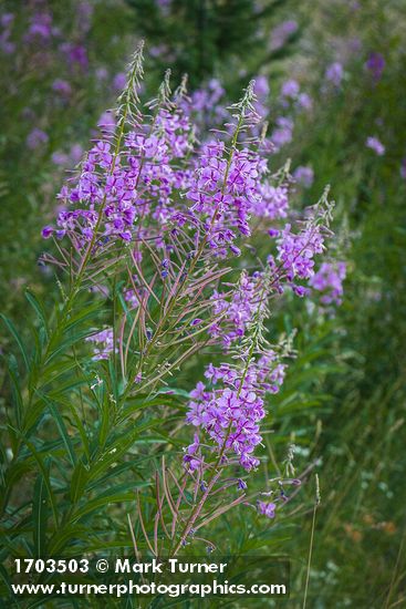Chamaenerion angustifolium
