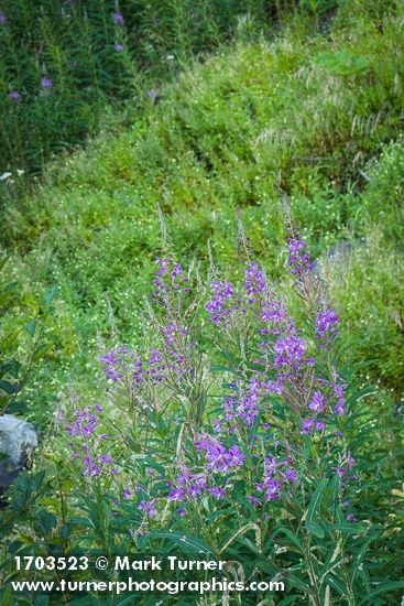 Chamaenerion angustifolium