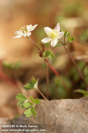 Enemion stipitatum (Isopyrum stipitatum)