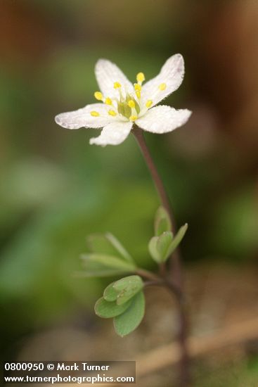 Enemion stipitatum (Isopyrum stipitatum)