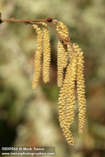 Corylus avellana