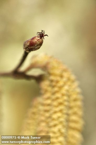 Corylus avellana