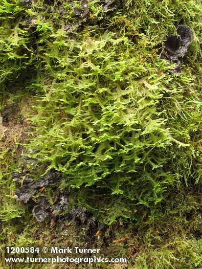 Neckera douglasii