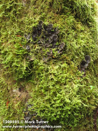 Neckera douglasii