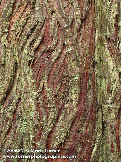 Lepraria incana; Thuja plicata