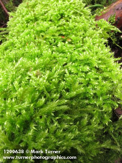 Brachythecium sp.
