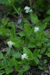 Yerba de Selva