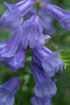 Cardwell's Penstemon blossoms extreme detail