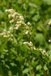 Alpine Knotweed